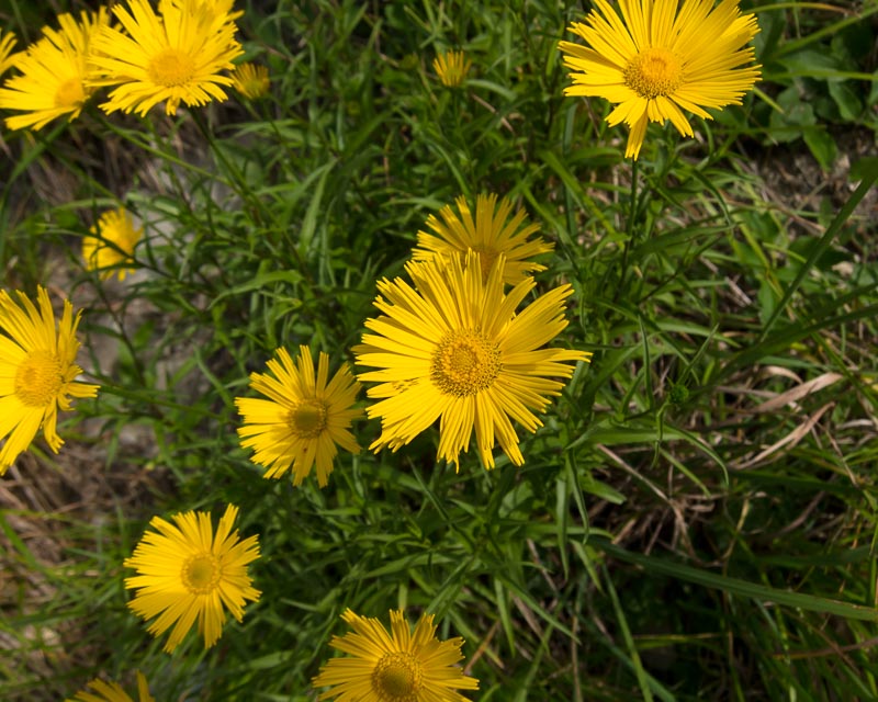 Buphthalmum salicifolium subsp. flexile / Asteroide flessibile